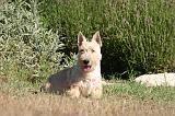 SCOTTISH TERRIER 215